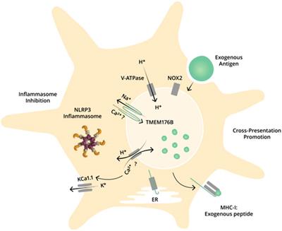 The intracellular cation channel TMEM176B as a dual immunoregulator